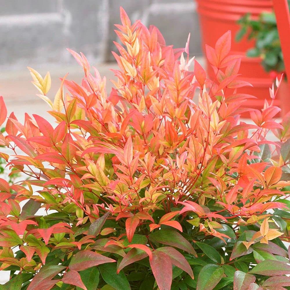 Carbeth Plants Nandina Domestica Firepower x 3 Plants in 9cm Pots