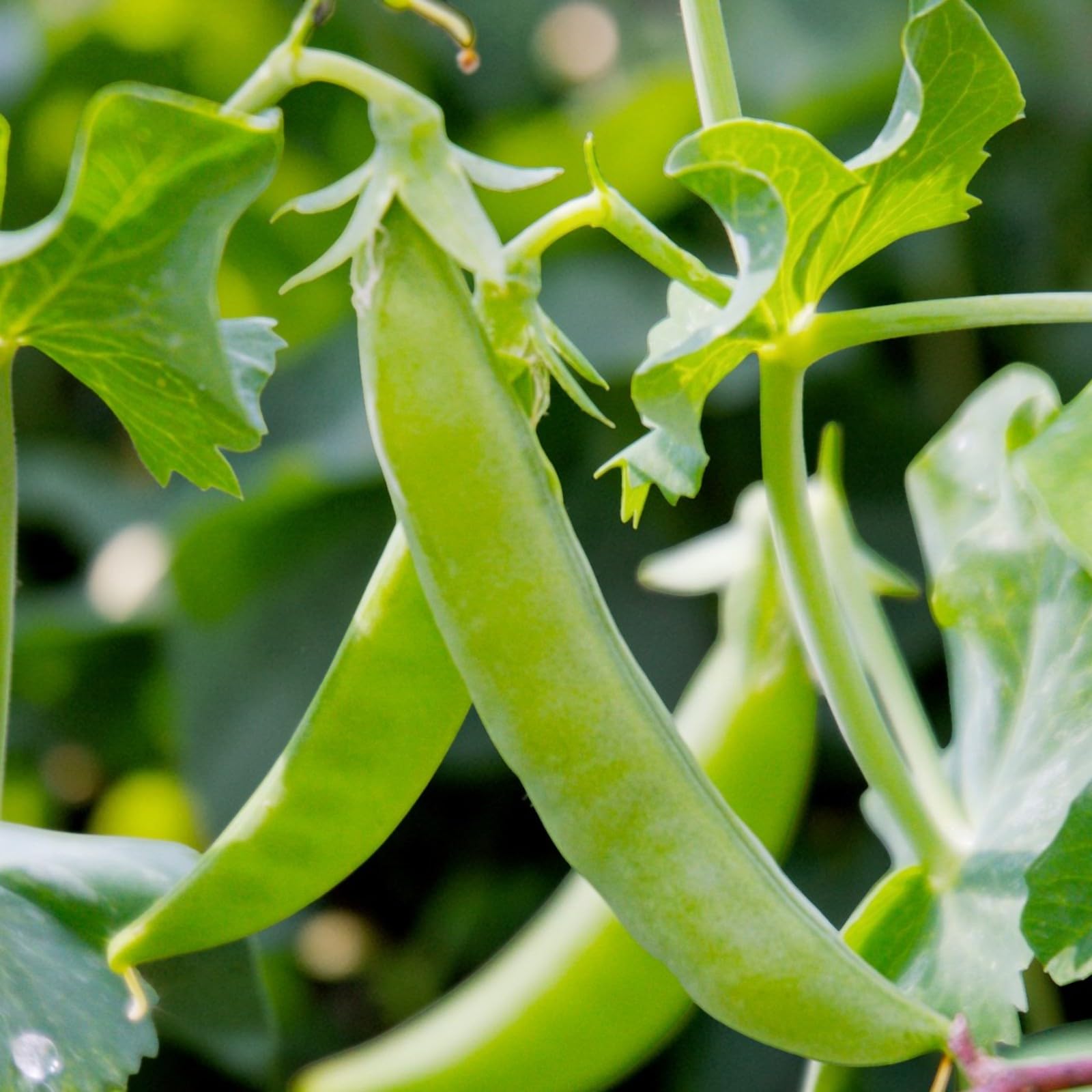 Carbeth Plants Mangetout Sugar Snap Pea Plant 6 Pack - Sweet Edible Pod Peas - Easy to Grow Crop - Ideal for Vegetable Gardens, Raised Beds & Allotments (1)