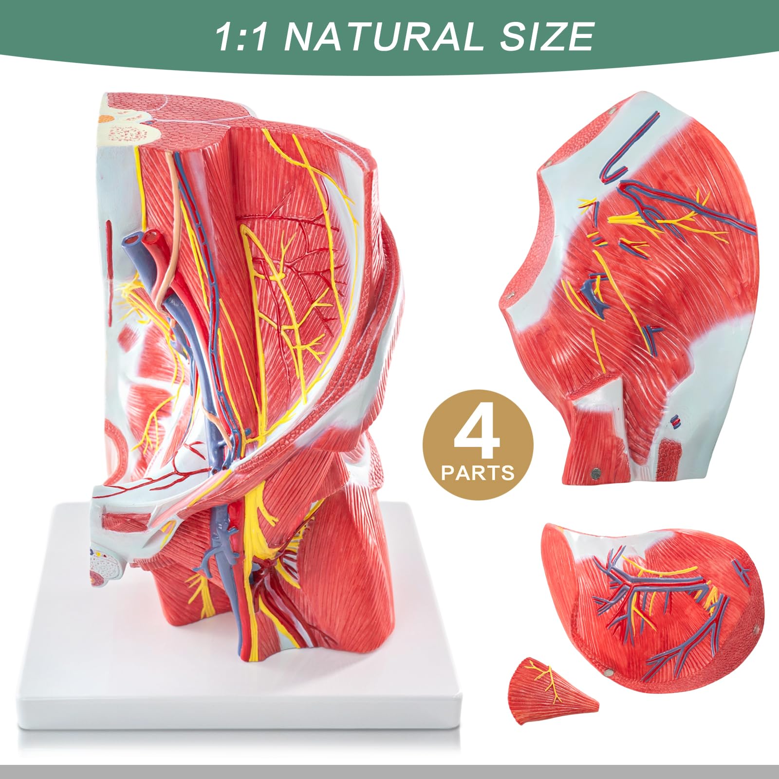 1:1 Lebensgröße Becken & Gesäßmuskulatur Mit Nerven-Anatomiemodell, 4 Teile | EVOTECH SCIENTIFIC Gesäßmuskel-Beckenknochen-Anatomiemodell, Geeignet Für Anatomiestudium, Bildung Und Lehrzwecke
