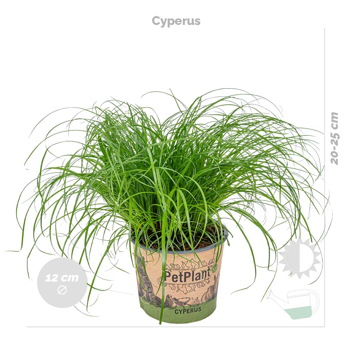 Bloomique - Lot de 6 - Plantes sans danger pour les animaux - Chlorophytum, Cyperus, Callisia - Plantes d’intérieur - Hauteur 20-30 cm - Panier en jonc de mer 12 cm