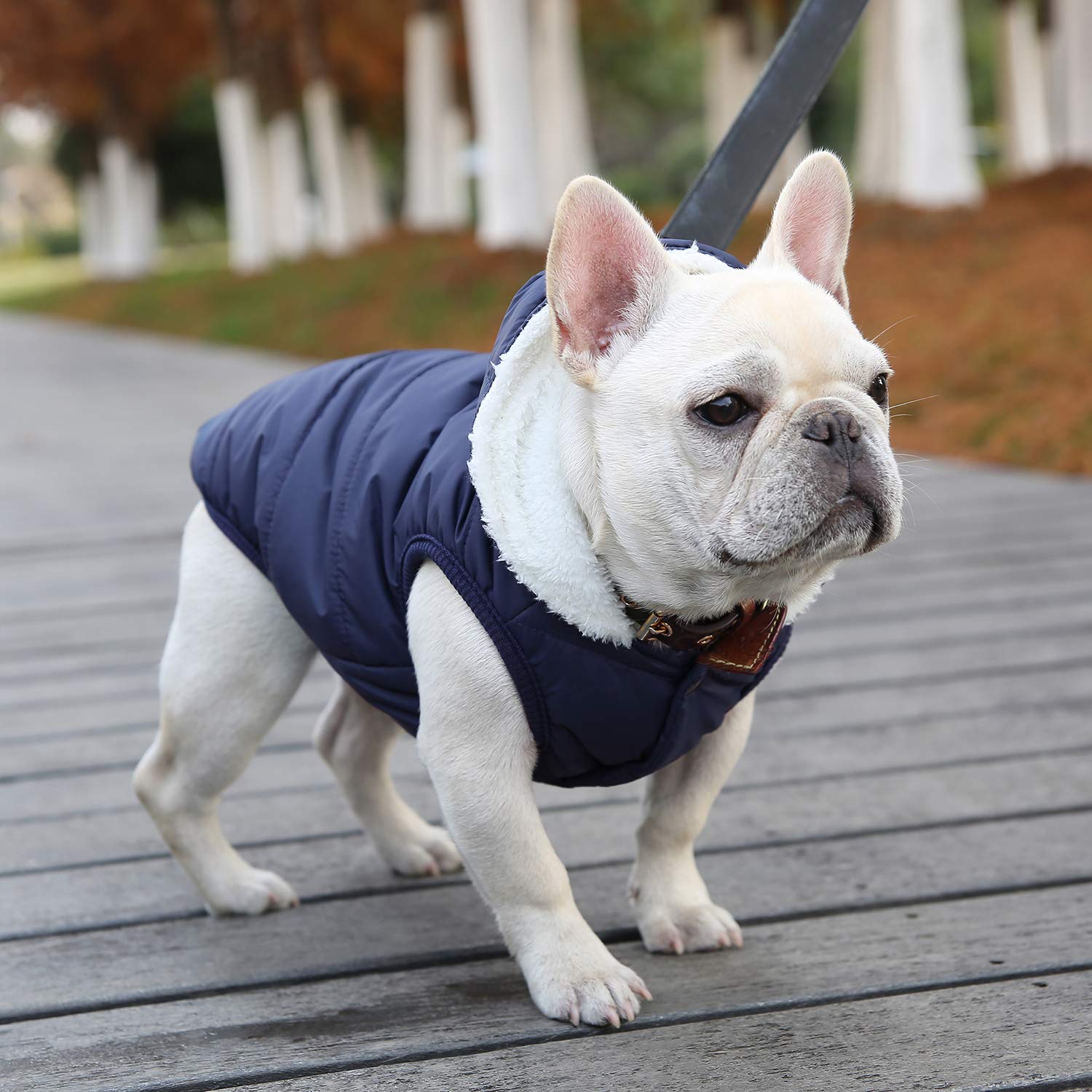 Felpa con cappuccio in pile per cani, antivento, impermeabile, foderata in pile e cotone, calda giacca per cani, per animali domestici, per cani di taglia piccola, media e grande (M, blu)
