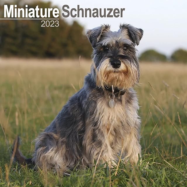 Schnauzer Miniature Calendar 2023 | Square Dog Breed Wall Calendar | 16 Month | with Free Organisational Stickers