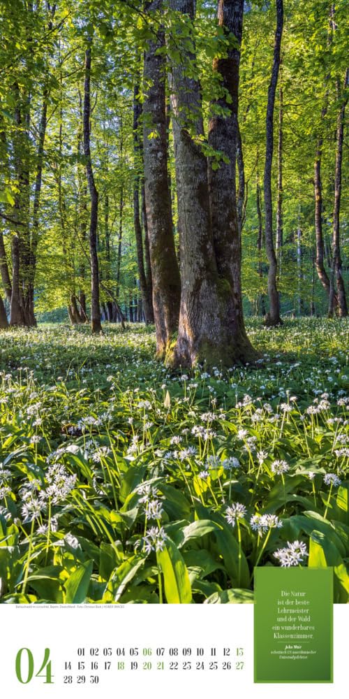 Mythos Wald Kalender 2025, Wandkalender im Hochformat (33x66 cm) - Naturkalender / Literaturkalender mit Zitaten