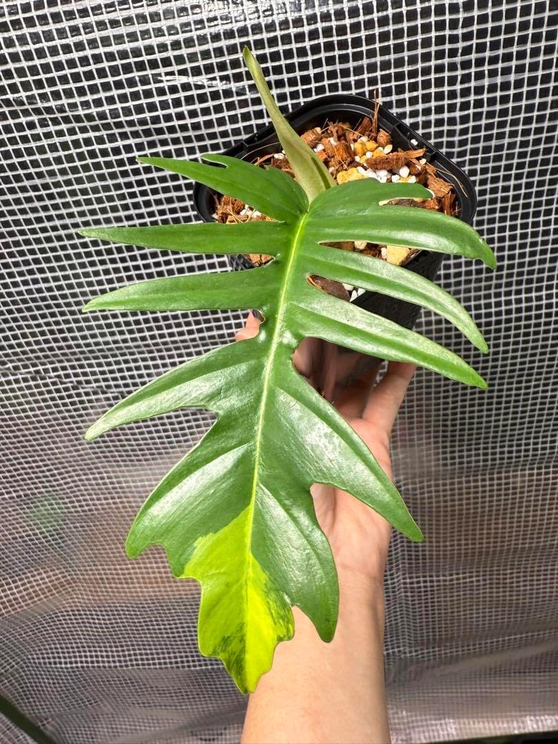 トップカット　フロリダビューティx トータム トップカット フロリダビューティx トータム 超希少なフィロデンドロン