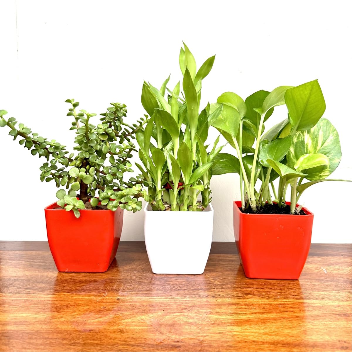 Combo Pack of 3 Indoor Live Plants – 2 Layer Lucky Bamboo, Money Plant & Jade Plant | Good Luck, Wealth & Air Purifying Plants for Home, Living Room & Office Table Décor-image-16