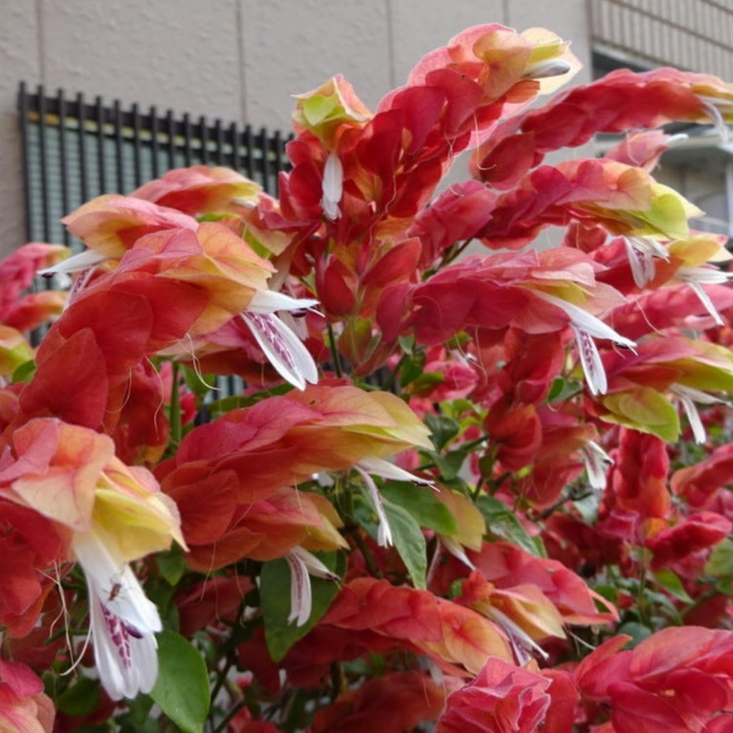 2 Red Shrimp Plants Live, Shrimp Live Plants, Justica Brandegeana Plant, 5 to 7 Inc Long, Live Shrimp Plants for Gardening Indoors and Outdoors