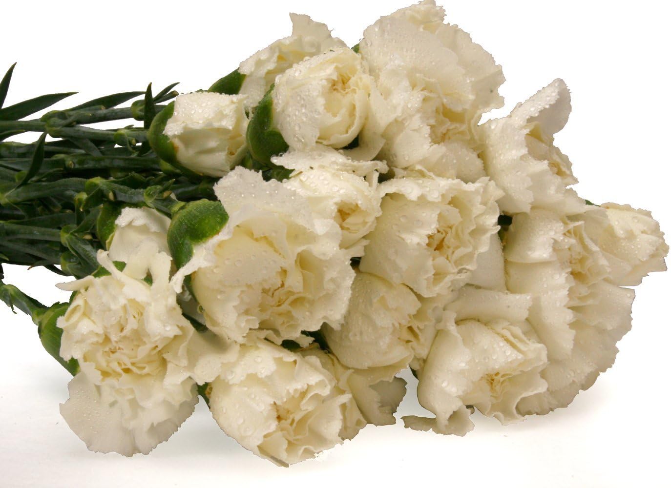 Cut Flowers - 200 stems Carnations - Fresh Flowers (White)
