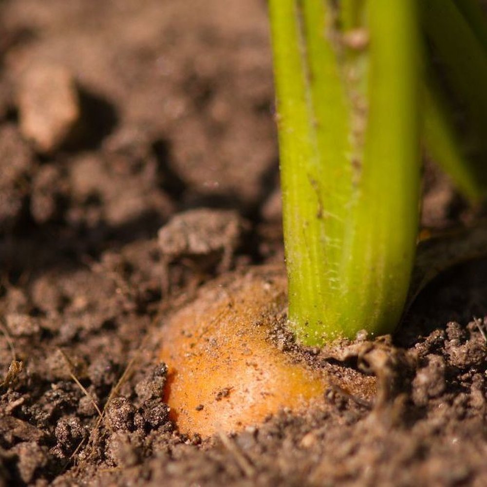 Vegetable Seeds, Carrot - Paris Market, V-CAR-011, 1300 Seeds Minimum Per Packet.