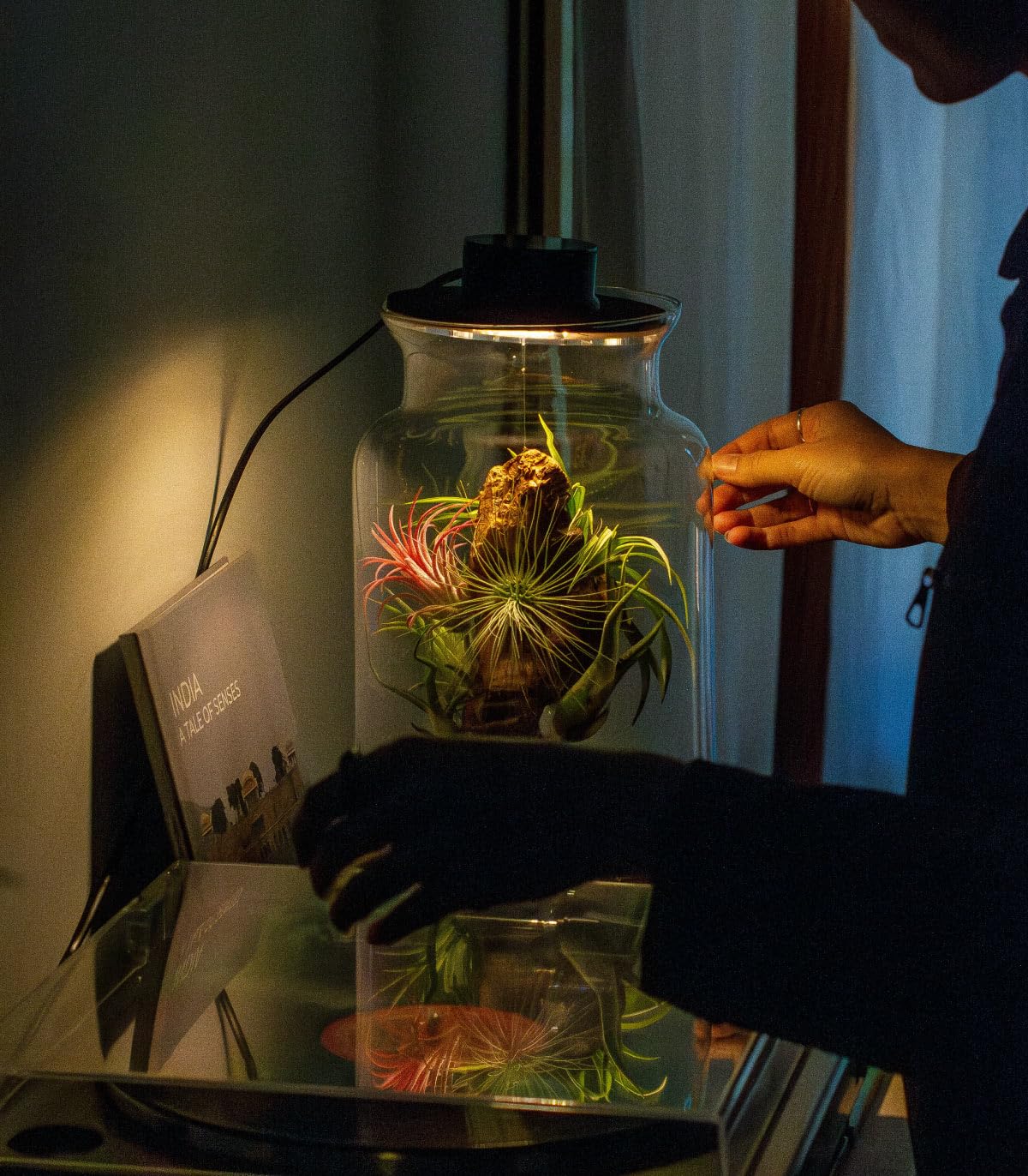 Jardin en Botella Eter - Terrario Plantas Vidrio Transparente Tapa con Foco LED | Kit Jardin en Botella Todo Incluido Plantas de Aire Naturales en Raiz de Olivo