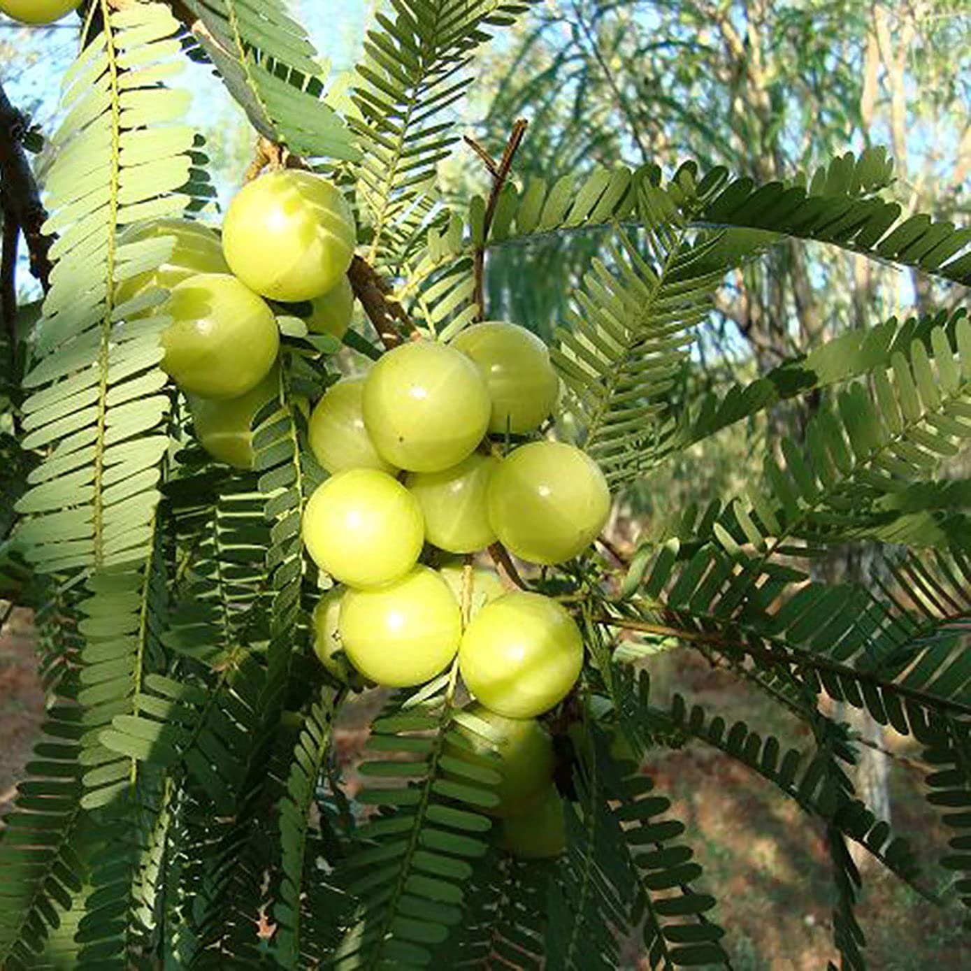 See full amazon price history chart for Golden Hills Farm Rare Phyllanthus Emblica Indian Gooseberry Nelli" Amla" Plant 2+ Feet Height (1 Healthy Live Plant) Golden Hills Farm Rare Phyllanthus Emblica Indian Gooseberry Nelli" Amla" Plant 2+ Feet Height (1 Healthy Live Plant) (B07QJVNGZG) Amazon Price History, Amazon Price Tracker
