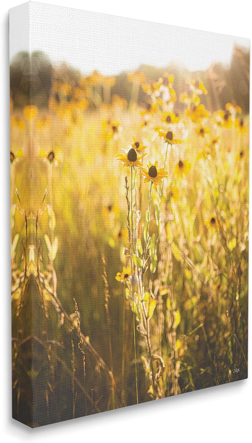 Stupell Industries Sunlit Daisy Meadow Canvas Wall Art by Donnie Quillen