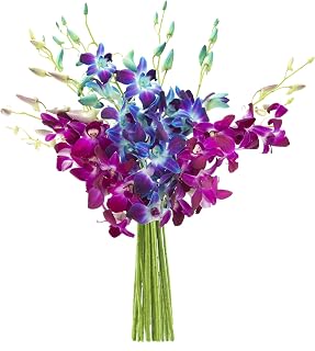 KaBloom Flowers - Midnight in the Tropics Bouquet of Blue and Purple Orchids from Thailand Without Vase - Gift for Birthday, Anniversary, Get Well, Thank You, Valentine, Mother’s Day Fresh Flowers