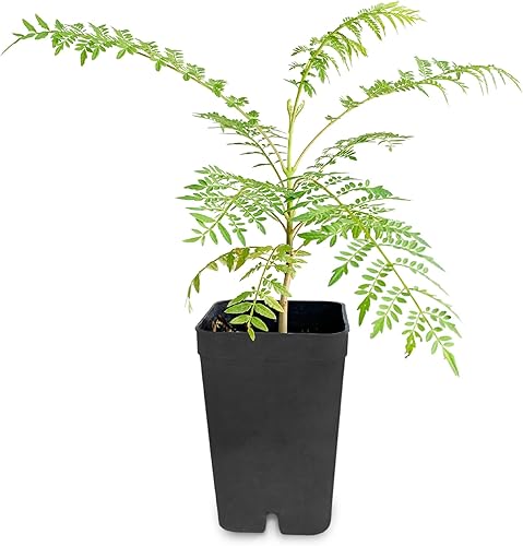 Jacaranda mimosifolia Árbol de Jacaranda azul Árbol bonsái de 3 a 4 pulgadas de alto Planta de inicio