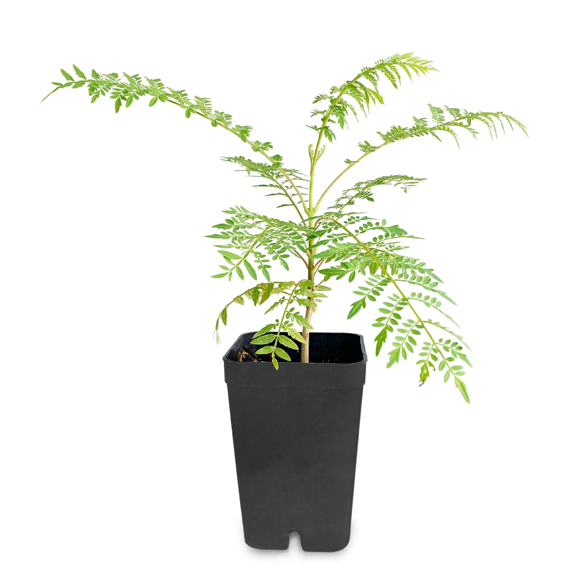 Mini Jacaranda Live Tree