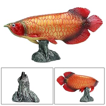 Amazon.co.jp: Eden Toys アジアアロワナ 紅龍 龍魚 淡水魚