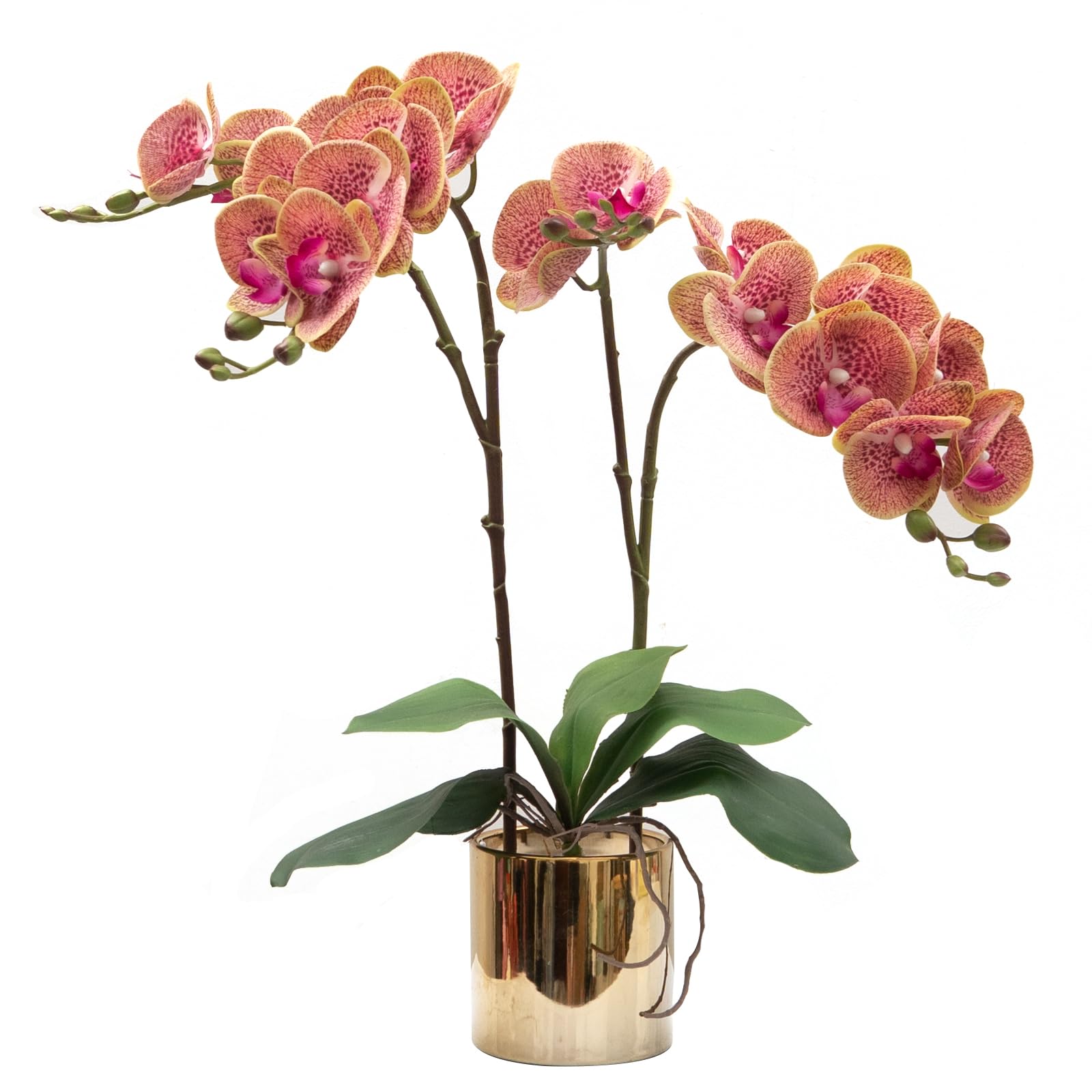 CXGS Purple Dapple Orchid