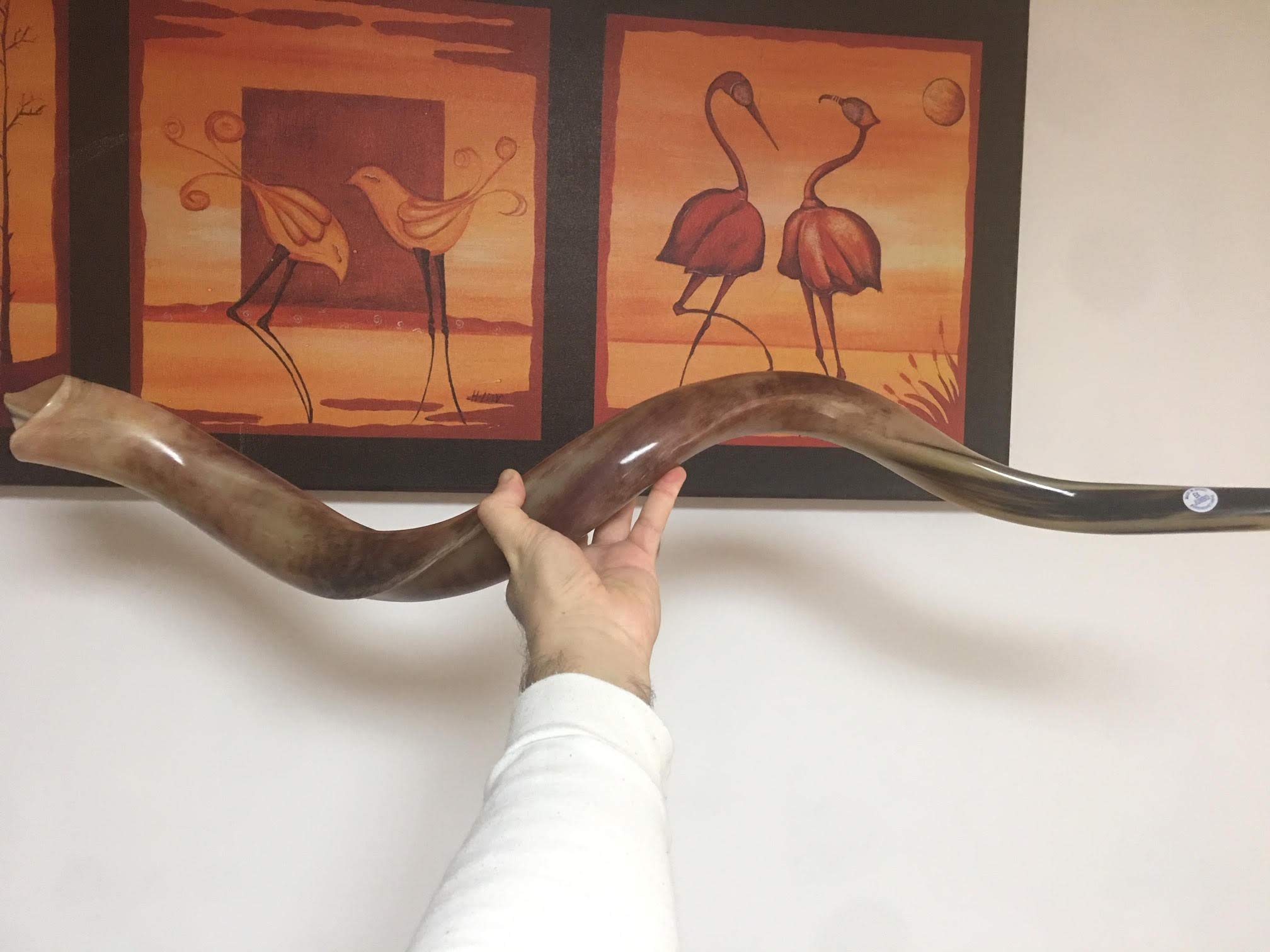 Kudu Yemenite Schofar Horn (voller poliert ca. 94 cm 39 "Judaica Israel