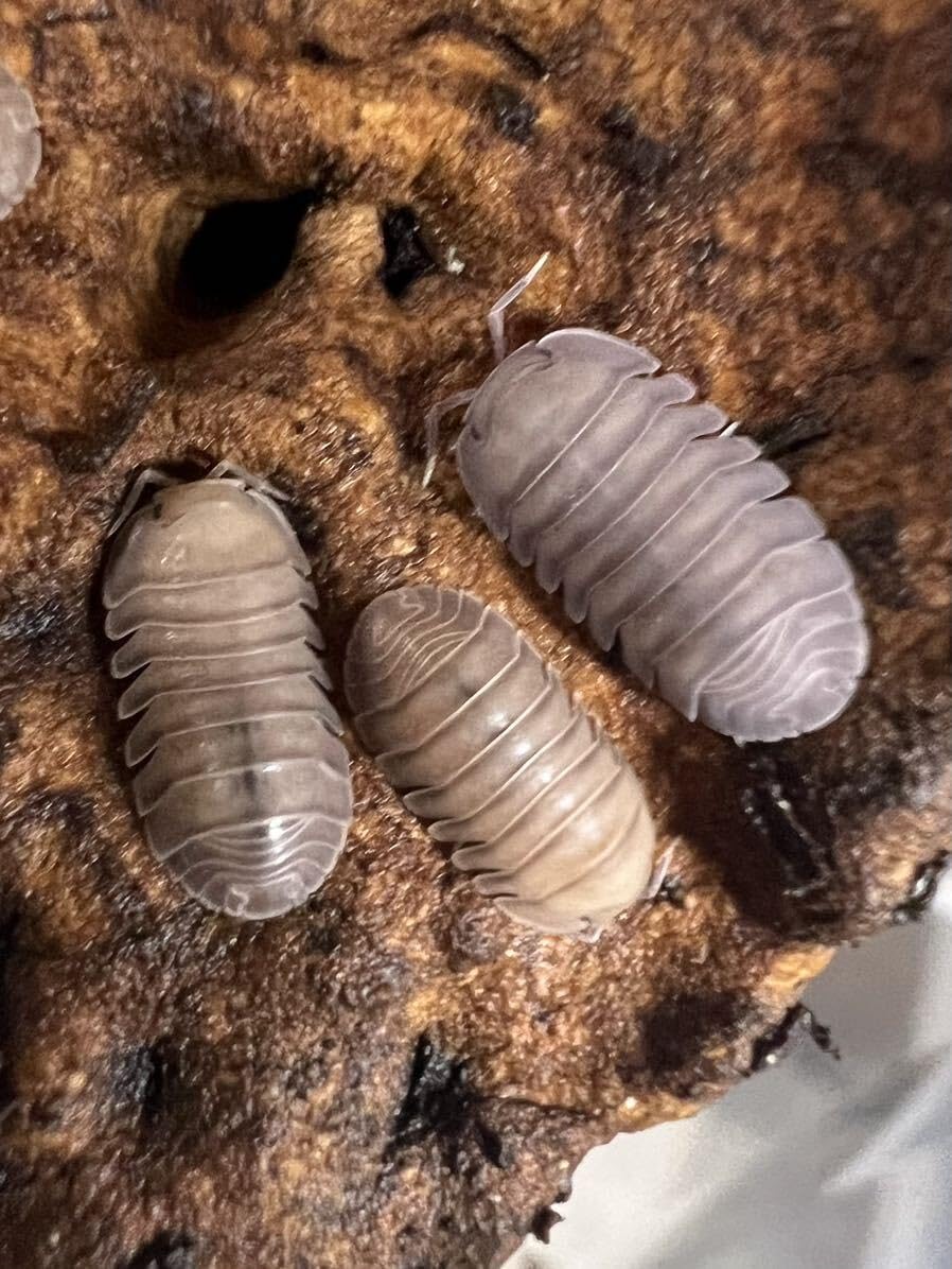 アゲハ蝶 ウンナンボリアゲハ 昆虫標本 ケース付き シナカラスアゲハ