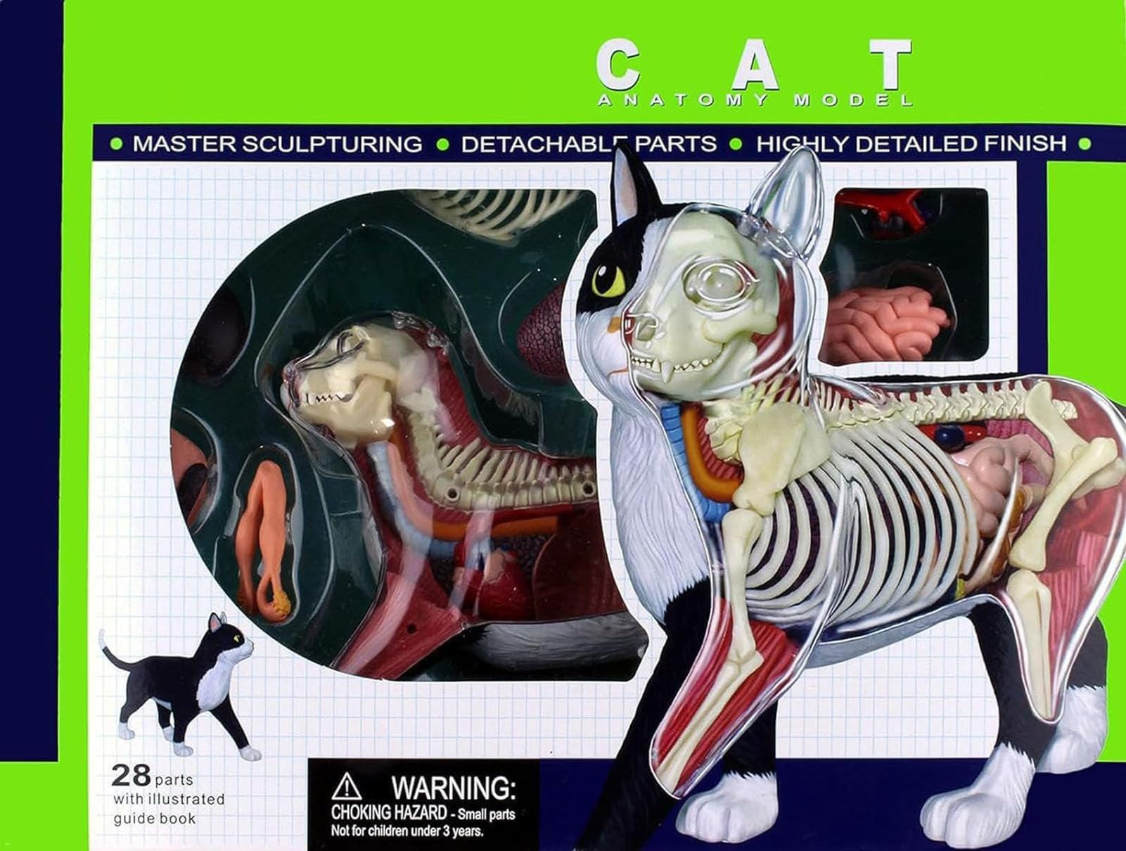 Cat Anatomy Model 4D Vision, 28 organi staccabili per addestramento veterinario e dimostrazioni didattiche, strumento educativo per l'apprendimento dell'anatomia animale