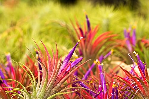 Miniatura 5 de Air Plants Live, 10 plantas de aire de Tillandsia rojas vivas para cultivar en interiores y exteriores, de 2 a 3 pulgadas de alto, plantas de