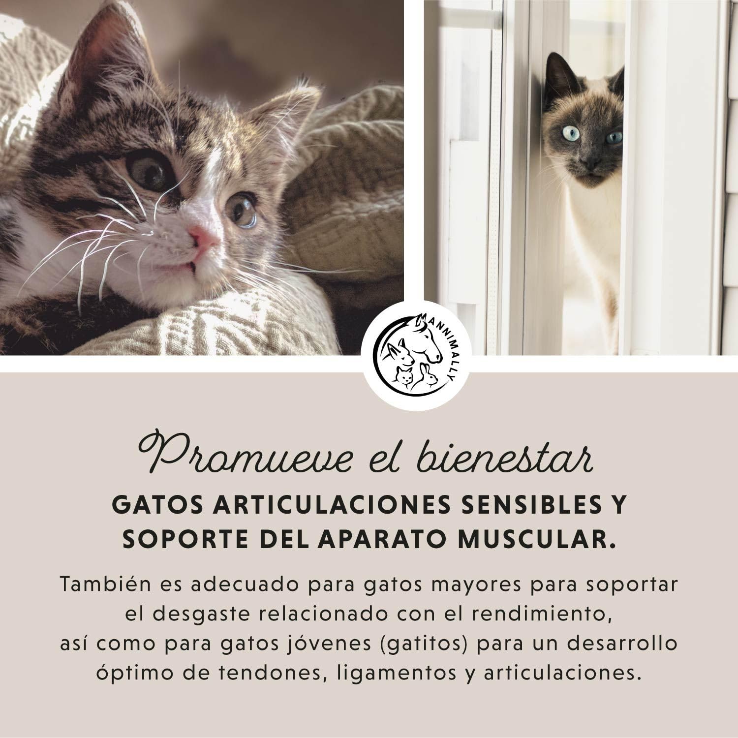 Annimally Polvo Articular Gatos | 120g para 4 Meses - La Alternativa a Las tabletas para articulaciones. Polvo articulaciones saludables con mejillón de Labios Verdes, MSM, Garra del Diablo