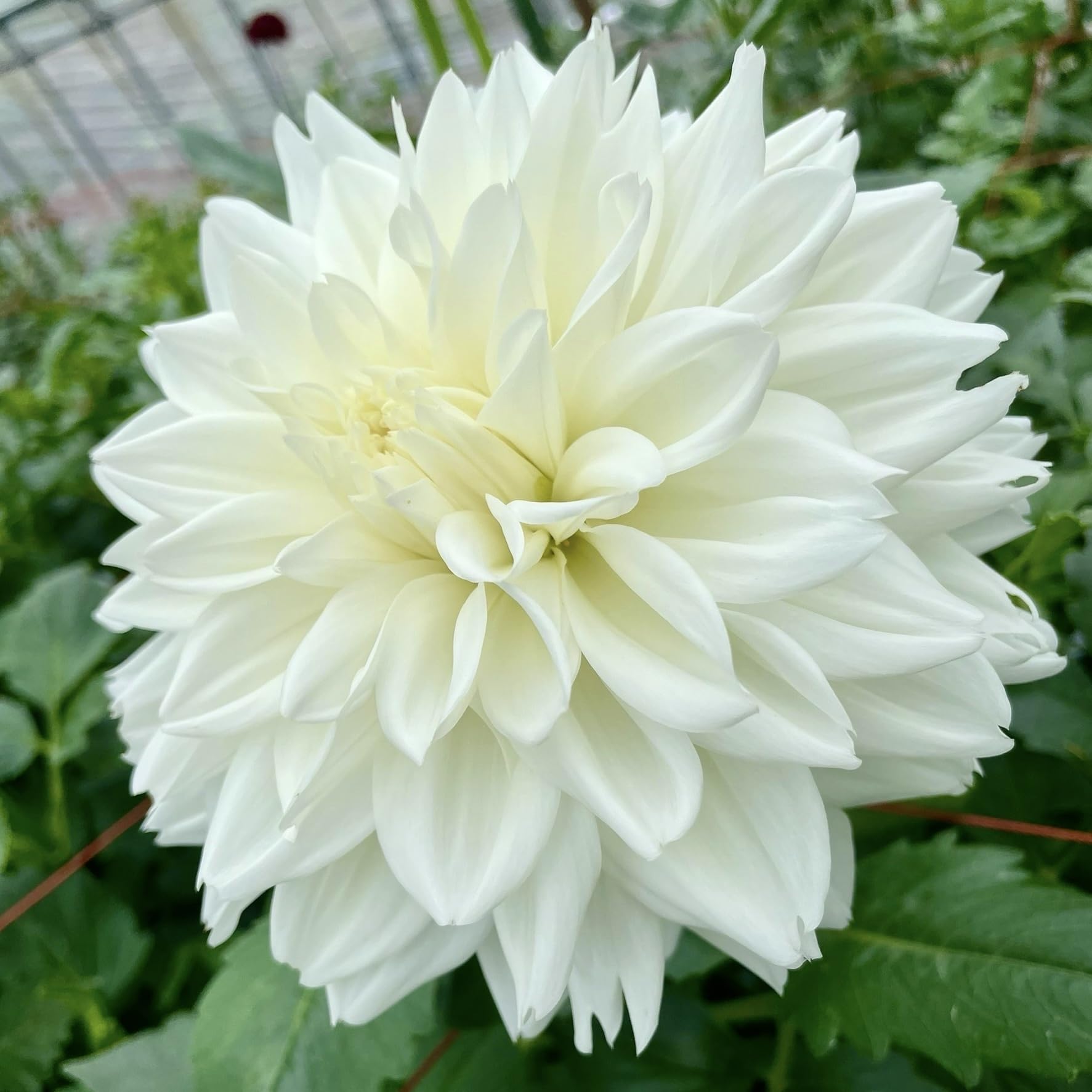 aochanさん専売ダリア球根 AGSオンラインショップ / サンセットスカイ