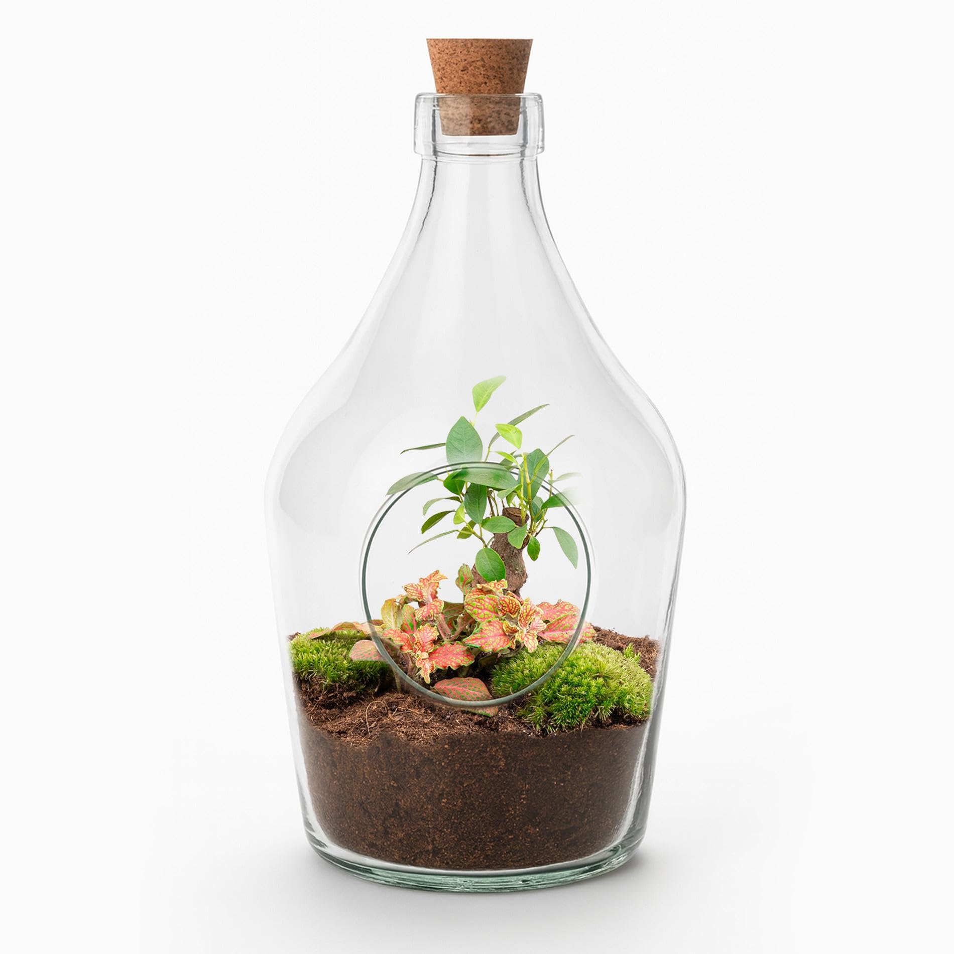 Terrario Aperto in Vetro per Interno, Verde, 30 cm con Bonsai e Fittonia