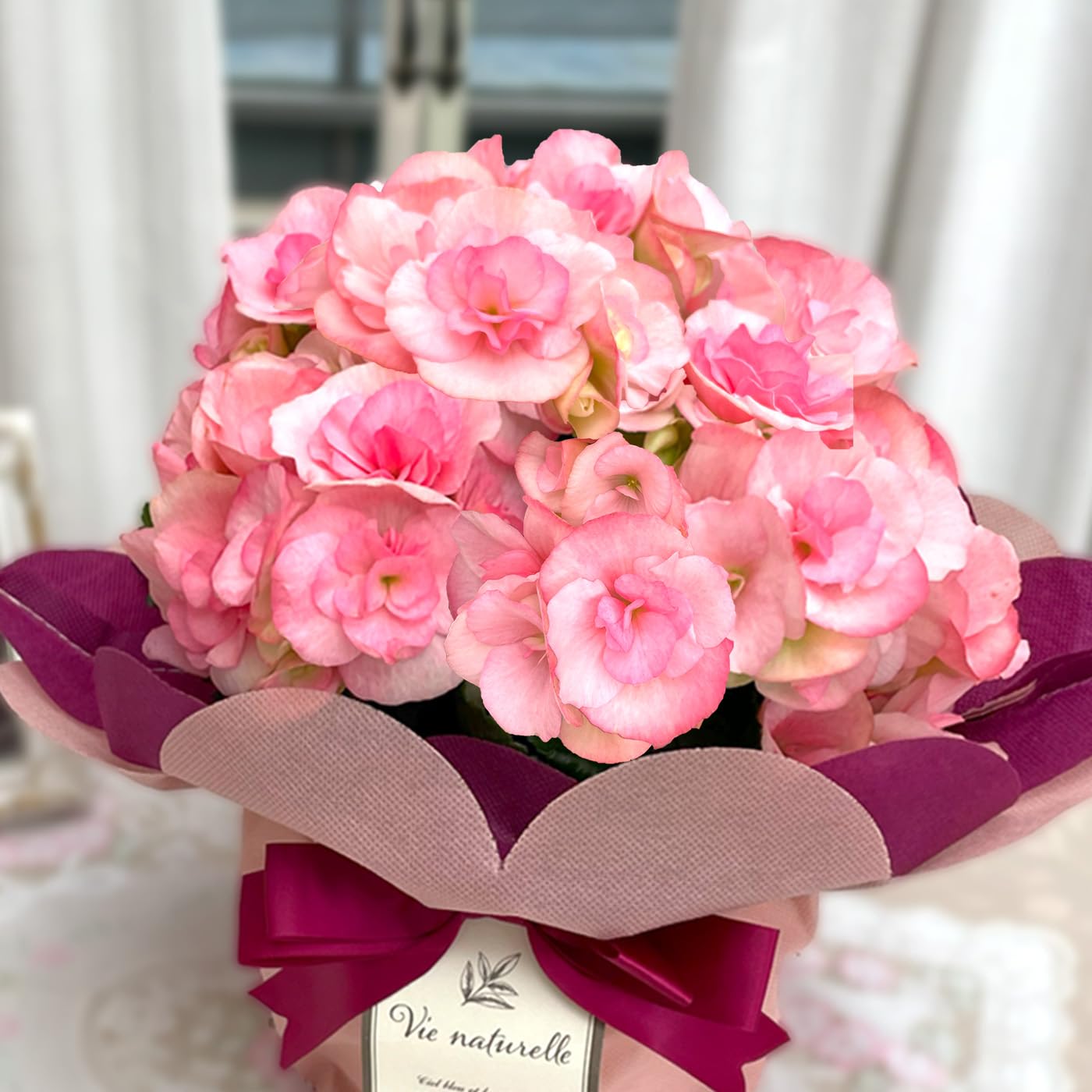 Amazon.co.jp: 選べる リーガースベゴニア 12色 4.5号鉢 ラッピング