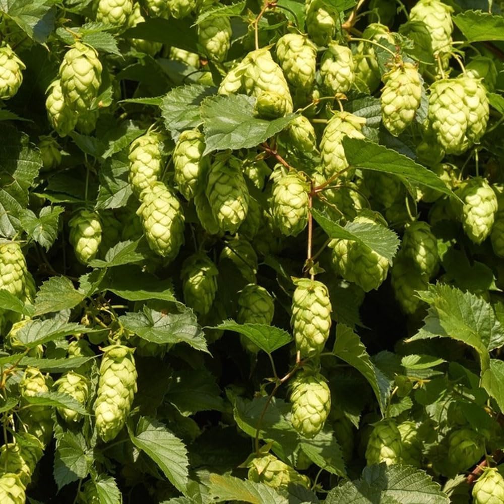 250 pcs hopfen kaufen samen samen blumen spezielle balkonpflanzen