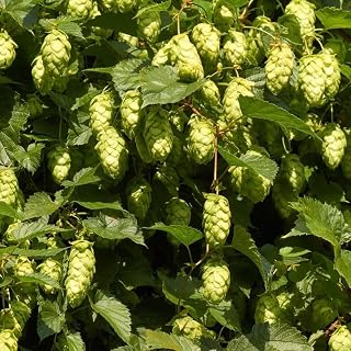 200 pcs Hops Seeds - Plant Seeds Indoor Plants Mini Garden,Humulus lupulus, Bee-Friendly Flower-Seed Balcony Plant Cold-Resistant Perennial Forest Plants in Cool Botanical Garden