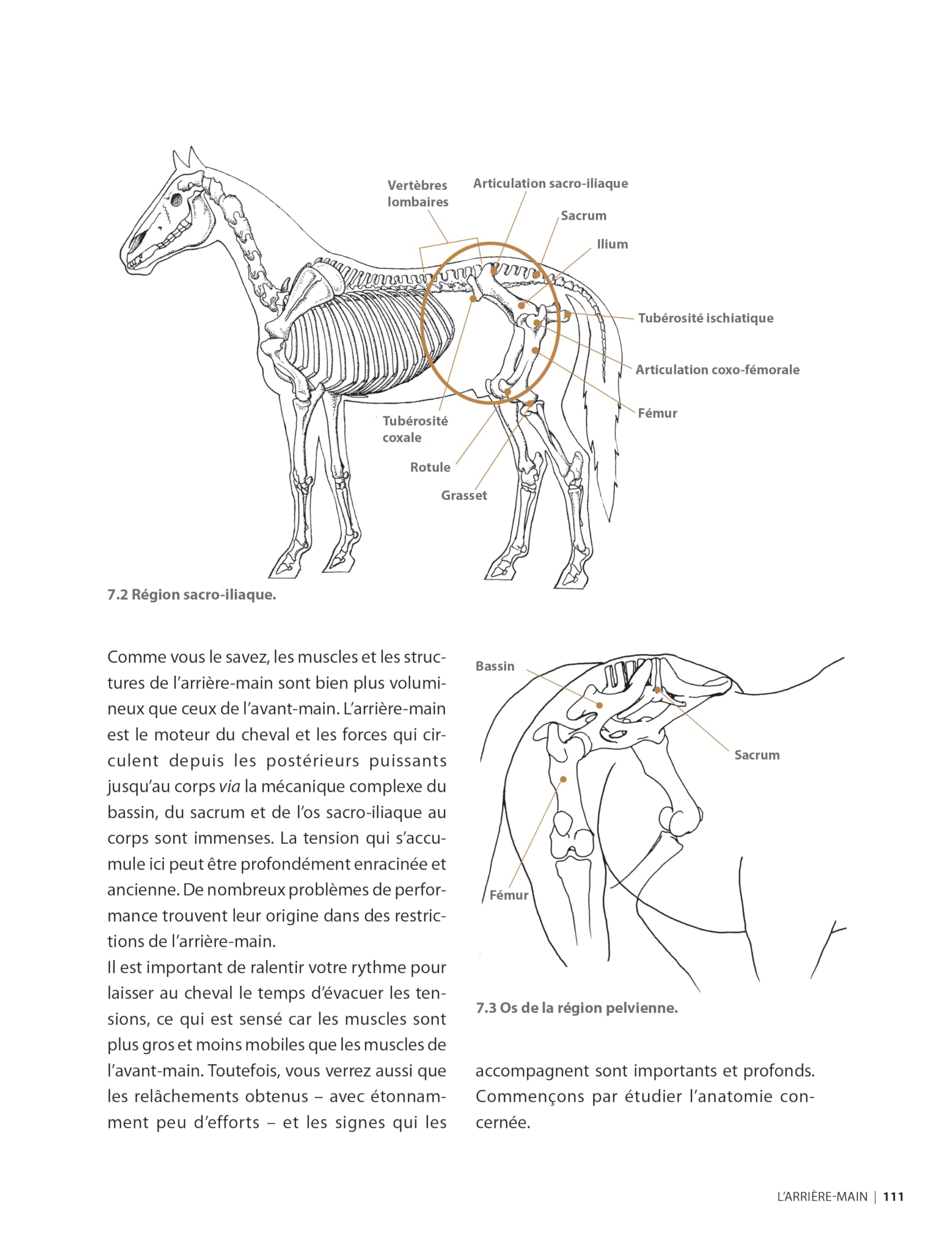Masser son cheval : Soulager douleurs et tensions musculaires: 2e édition