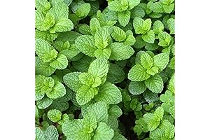 Two Healthy Large Spearmint Mint Herb Plants: Foundation for Your Own Fresh Mint