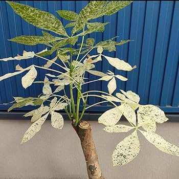 パキラミルキーウェイ！！❀✿ 立姿のバランス良し！美株！ パキラミルキーウェイ！！❀✿ 立姿のバランス良し！美株