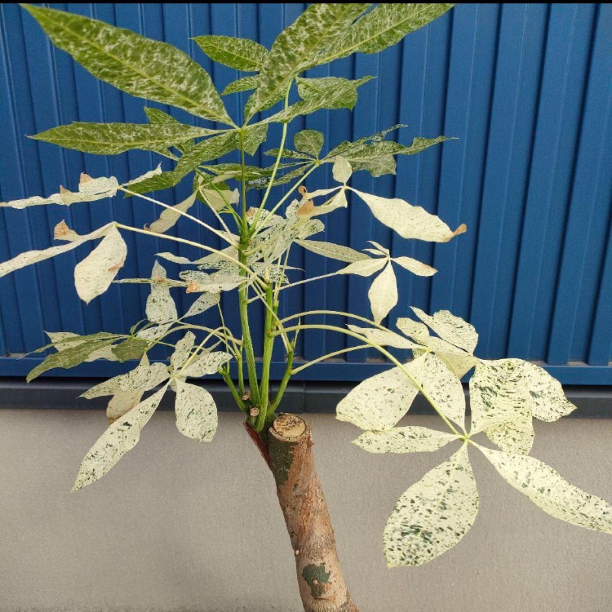 Amazon｜観葉植物パキラ ミルキーウェイ □ 斑入 □ インテリア
