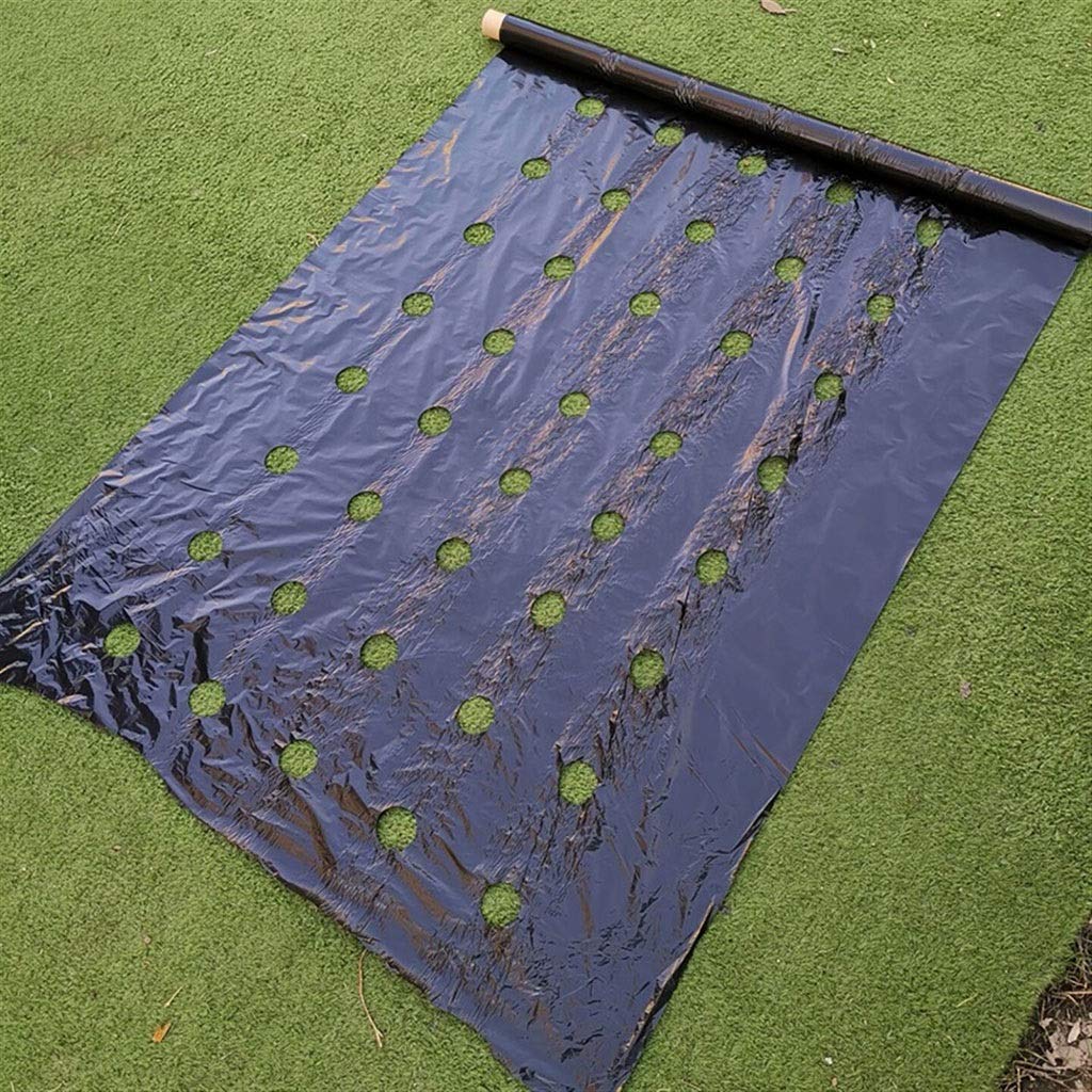 WGD Dimo Mulche Perforado De Efecto Invernadero, Película De La Agricultura De Control De Malezas, Cría De Mulch Veg Patch para Tomate Fresa Crecimiento Punch Punch 4.5cm Agujero, 1pcs
