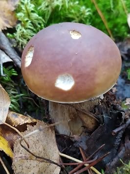 Porcini Mushrooms Spores/Boletus edulis/Non GMO/Heirloom