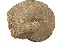 Vista 3 de Fósil de amonita 5 1/2 pulgadas #17585