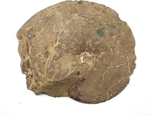 Miniatura 3 de Fósil de amonita 5 12 pulgadas #17585