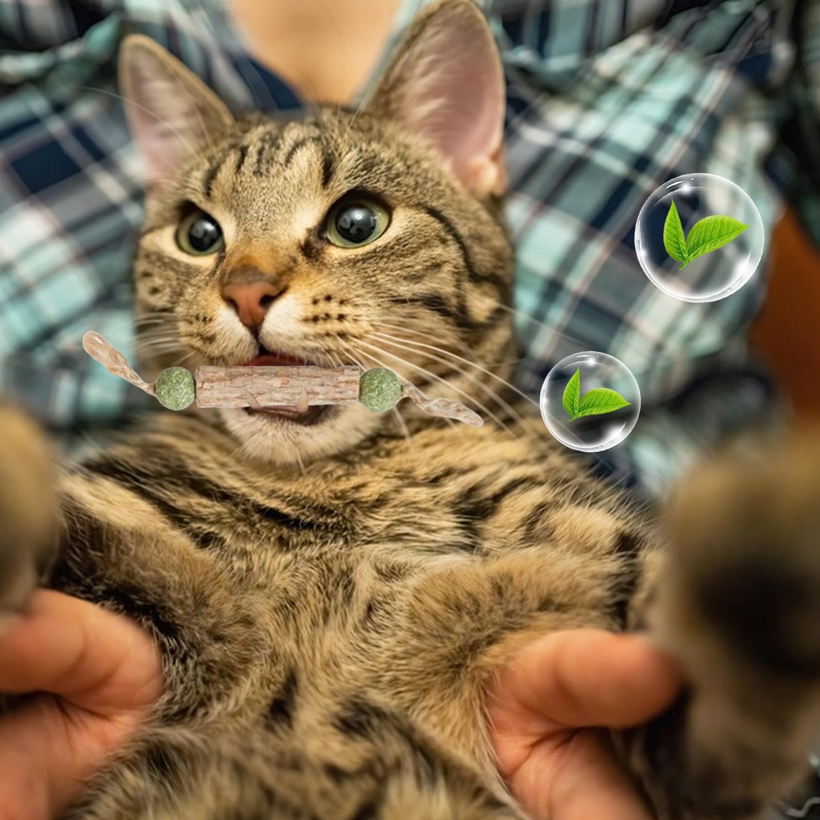 Catnip