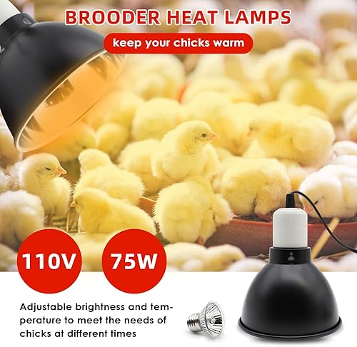 Miniatura 4 de Kit de comedero y bebedero para pollitos con lámpara de calor de 75 W, perca para pollitos, alimentador de aves de corral abatible, kit de inicio