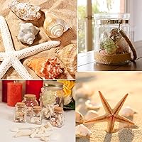 Vista 5 de Fangoo Conchas Marinas Mixtas de 1.5 LB, Más de 130 Piezas de Conchas Marinas de Playa Estrellas de Mar Conchas de Ostra de Varios Tamaños Conchas