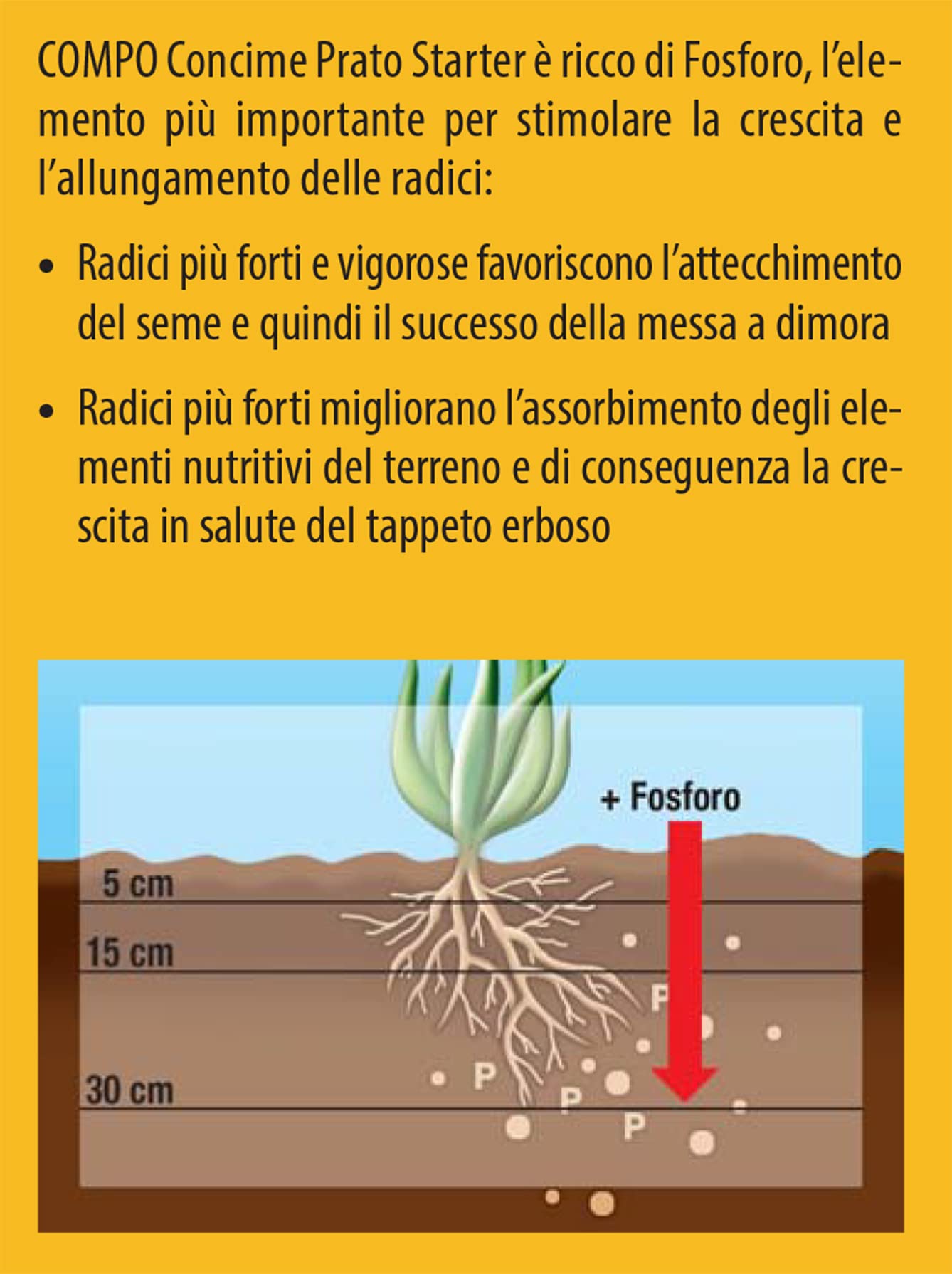 COMPO Concime per Prato STARTER, Concime a Lenta Cessione, Per la Semina e la Rigenerazione di Tappeti Erbosi, Cartone 2,5 kg