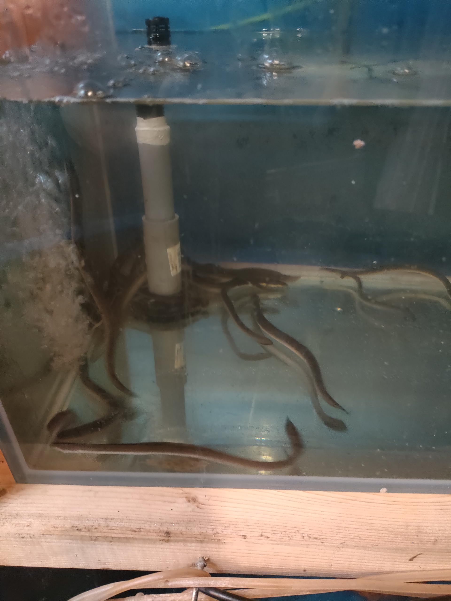 Amazon | 【極小】飼育用うなぎ稚魚 4匹3500円 | ノーブランド品 