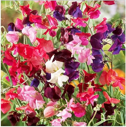 Semillas mixtas de guisantes dulces Heirloom  Aproximadamente 65 semillas Semillas mixtas  Aproximadamente 65 semillas