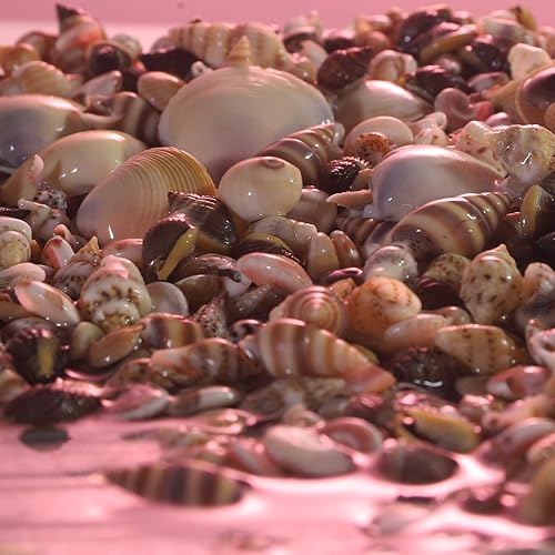 Miniatura 4 de PPCLION 50 piezas de minúsculas y 2000 conchas pequeñas de almejas pequeñas para manualidades en espiral para manualidades, decoración del hogar,