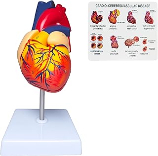 Life Size Human Heart Model, 2-Part Detachable Anatomical Heart Medical Model, Anatomy with 34 Accurate Coded Structures, with Detailed Product Manual