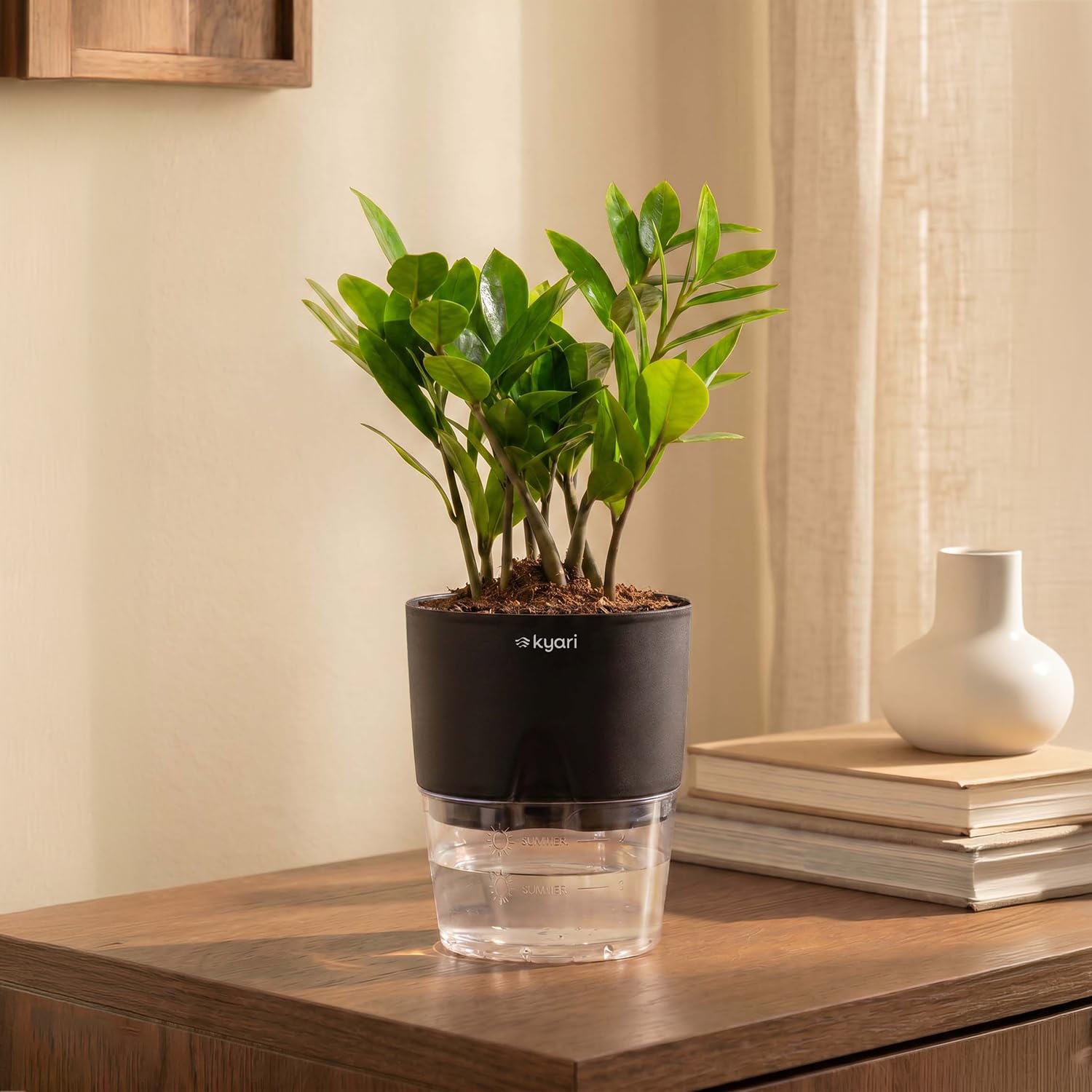 Kyari Zamia Green ZZ Plant - Air Purifying & Self Watering -7