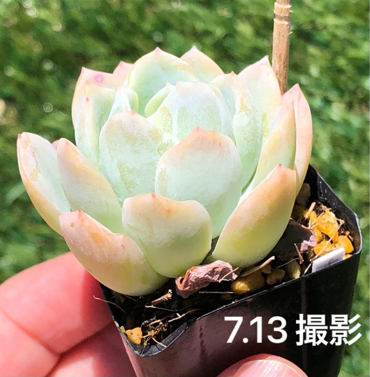 多肉植物 ホワイトカレー 4鉢 抜き苗 ホワイトカレー : | GALLERY