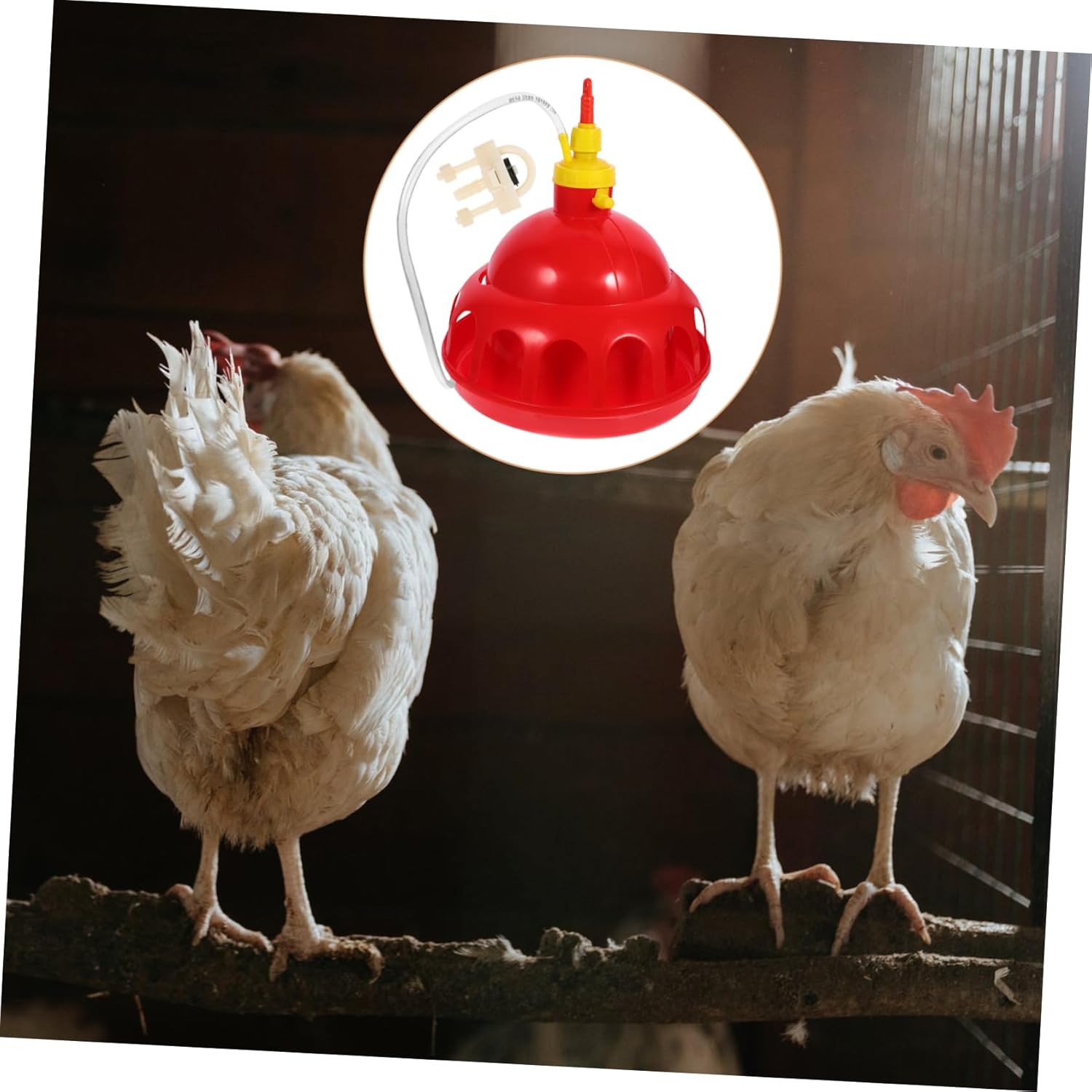 Healifty Thickened Automatic Poultry Waterer Red Drinking Dispenser for Chickens Pigeons Quail Birds Home and Farm Use Easy Safe Water Feeding System