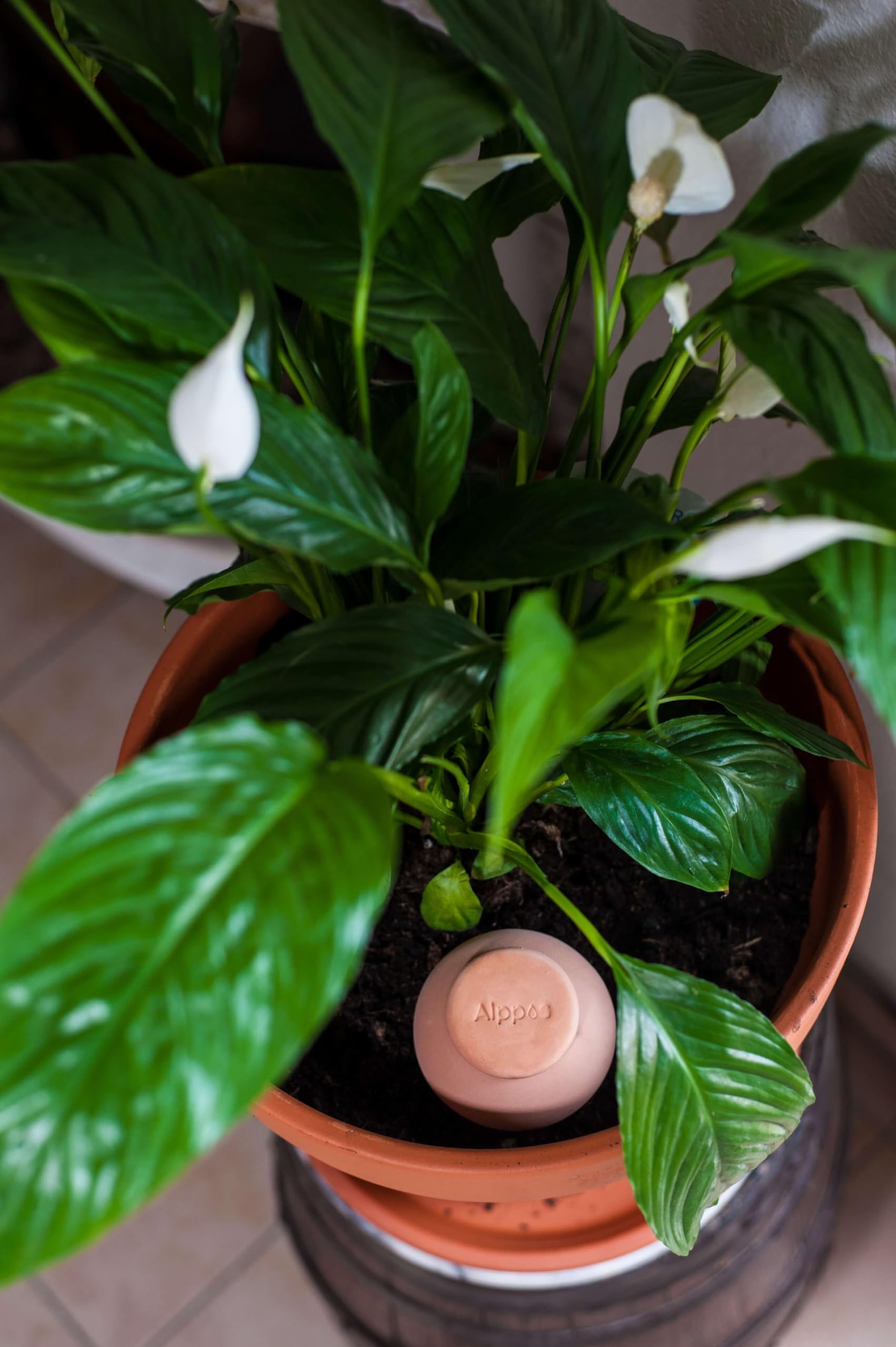 Oyas a 3 Oyas à Planter de 300 ML en Terre Cuite avec Couvercle - ollas pour Plante intérieure et extérieure - Goutte à Goutte par capilarité